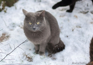 Дымок в добрые руки #1356408