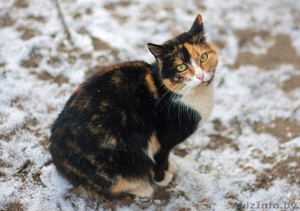 Кошечка Марфа в добрые руки #1356421