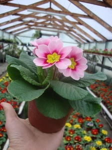 Тюльпаны от производителя  #1370774