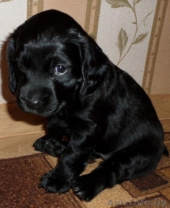 Милые щенки спаниеля ждут своих хозяев #1371502