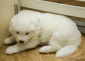  щенки самоеда #1377335