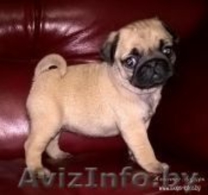 мопс щенки c родословной. #1368345