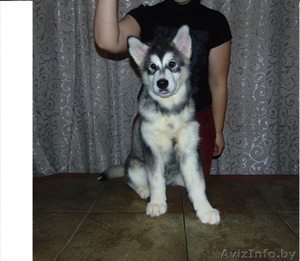 Щенки аляскинского маламута (питомник,  документы КСУ) #1370698