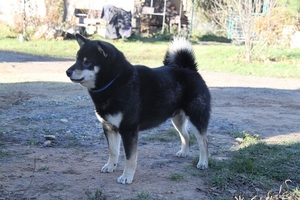 Щенки Маламута,  Алабая Шиба-ину  #1372884