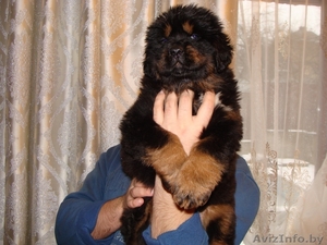 Продаются щенки тибетского мастифа #1374643