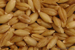 Продаем зерно фуражное оптом #1372773