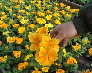 Примула на 8 марта #1372772