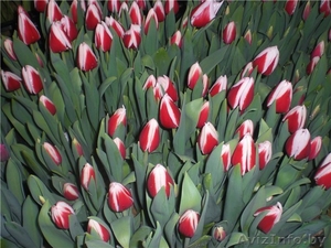 ТЮЛЬПАНЫ НА 8-Е МАРТА #1370447