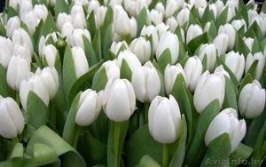 Тюльпаны оптом   бизнес-стратегия продажи в розницу от 3000 шт. в день.  #1371531