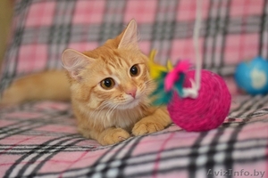 Котенок Нола в дар #1373736