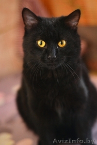 Котенок Кузнечик в дар #1373738