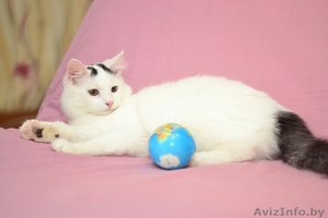 Котенок Ксинь в дар #1373737