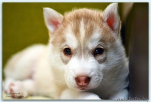 Щенок хаски палево-белый #1376416