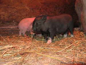 ПОРОСЯТА ВЬЕТНАМСКОЙ ПОРОДЫ #1371462