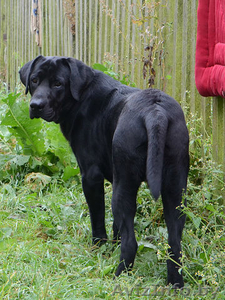 ПРОПАЛ ЛАБРАДОР #1376776