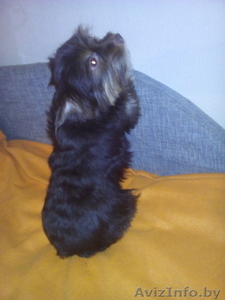 Срочно продам очень красивого мальчика биро йоркширского терьера #1366033