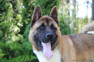 Американская акита кобель из питомника приглашает на вязку. #1378135