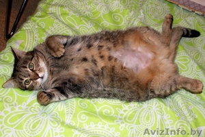 Уютная кошка-пампушка в дар #1372060