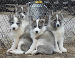 питомник продаёт щенков породы лайка лзс и лре #1376667