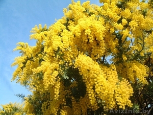 мимоза ,  не сыпется ,  яркая #1371566