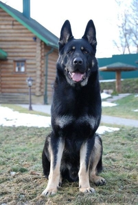 Восточно Европейская Овчарка #1374492