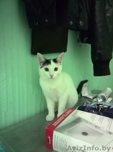 Отдам в дар котенка #1377451