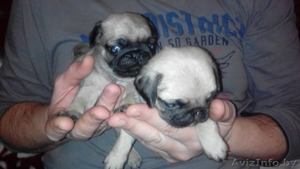 мопса щенки с родословной #1366512