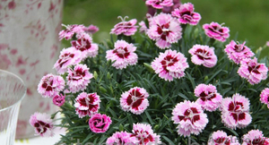 Гвоздика к 8марта #1372777