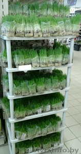 Продаю зеленые проростки для домашних птиц и животных #1370246