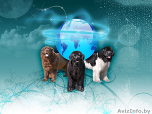 Великолепные щенки ньюфаундленда #1373322