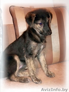 Щенок в ответственные руки #1378712