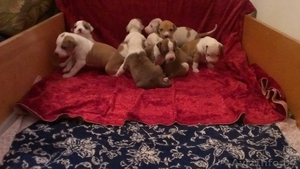 Бронь щенков американского стаффордширского терьера #1386029