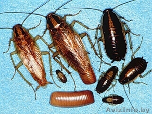 Травля тараканов,  мышей,  клопов. #1395672