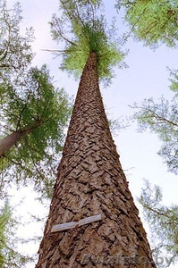 Кедр кругляк. #1392845