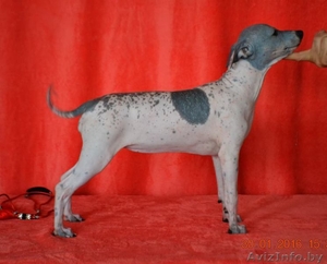 Американский Голый Терьер #1394581