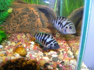 Рыбки и мальки цихлазомы #1394601