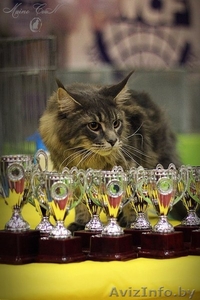 Мейн-кун от чемпионов из России #1389390