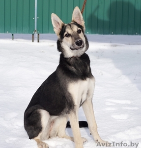 Собачка подросток ищет дом #1337089