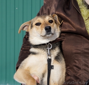 собачки подростки  ищут дом #1357353