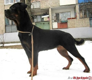 Предлагаются ротвейлеры #1397486