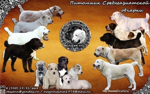 Щенки среднеазиатской овчарки. Питомник. Племенное качество. #1394493