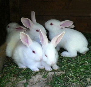 ПРодам Кроликов Уток #1399687