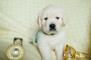 Твой лучший друг ждет тебя! #1399051