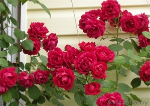 Розы корнесобственные из питомника. #1380777