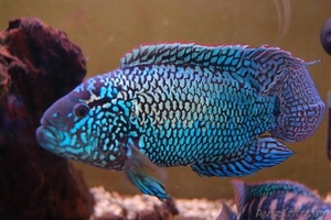 Блю Демпси ( англ. Electric Blue Jack Demps). #1383754