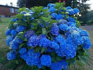 Гортензии коллекционные из питомника. #1380774