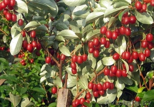 Кустарники декоративные и плодовые из питомника. #1380780