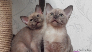Бурманский котенок #1384567