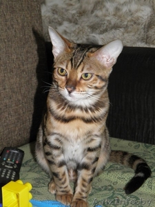 Приобретите себе домашнего леопарда  #1392468