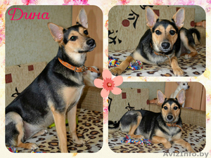 Собака Дина в добрые руки #1396649